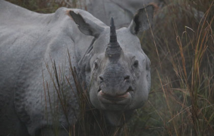 A headshot of a rhino