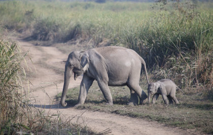 Elephants crossing