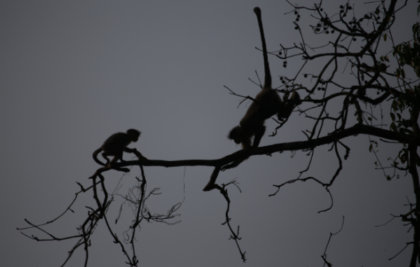 Golden langurs