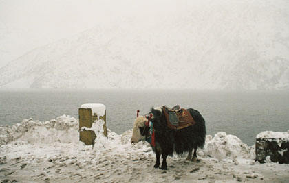 A yak