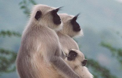 Gray langurs aka as Hanuman langurs